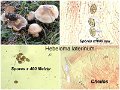 Hebeloma laterinum-amf855-2